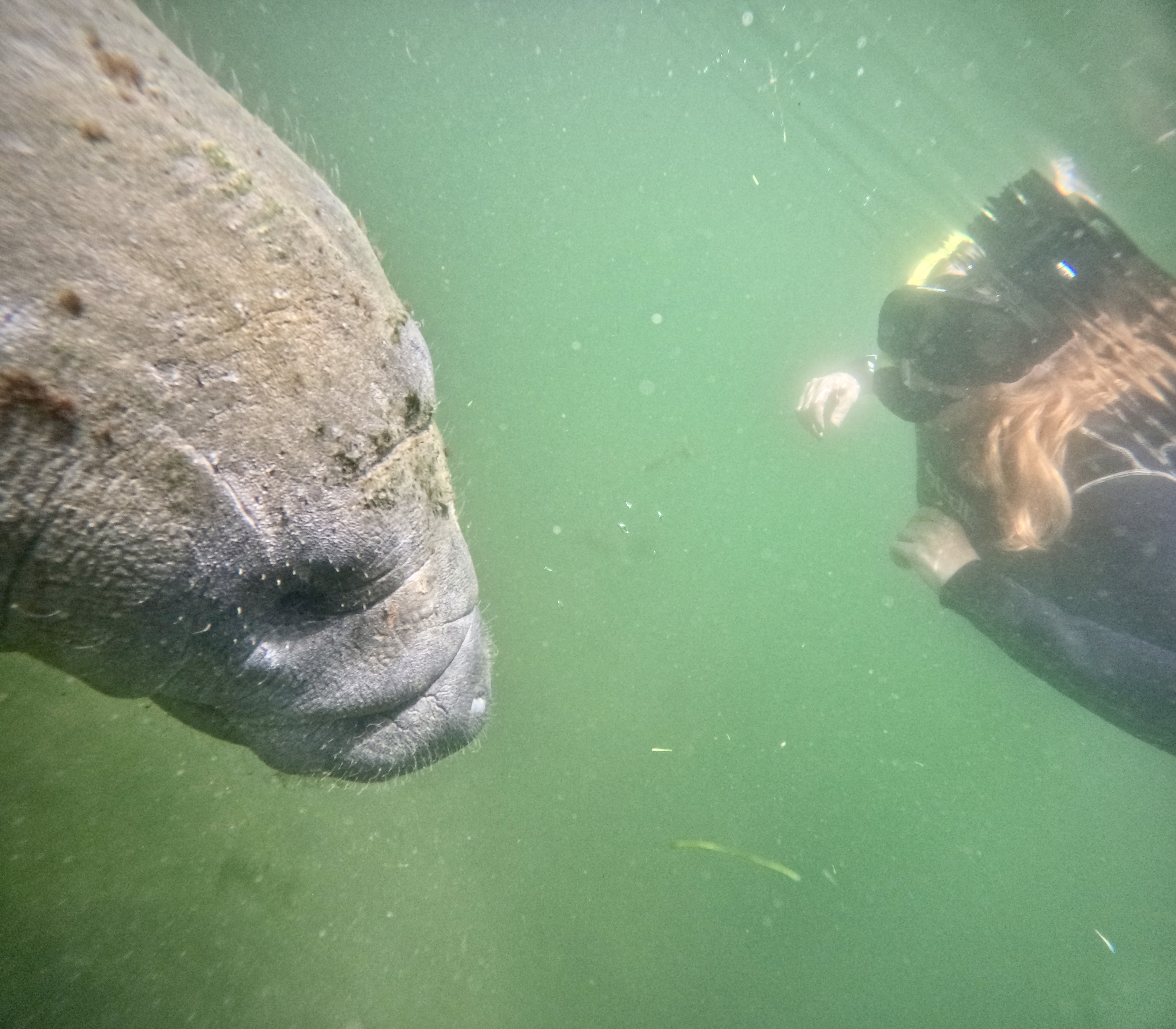 Why Off-Season is the Perfect Time to Swim with Manatees